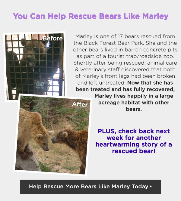 Help Rescue Bears From Abuse