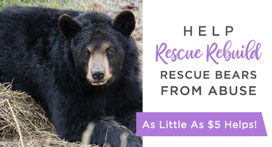 Help Rescue Bears From Abuse